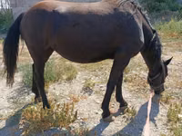 Mare, Skyros Pony — photo 3