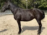 घोड़ी, Percheron — फ़ोटो 1
