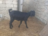 Goat, Damask goat — photo 6