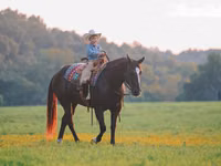 Hengst, Quarter Horse — Foto 4