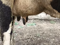 بقرة, Russian Black pied cattle — الصورة 4