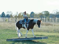 Hengst, Quarter Horse — Foto 6