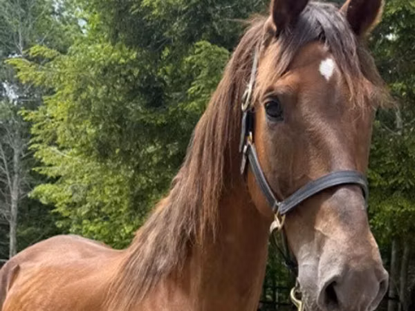 Mare, Dutch warmblood horse