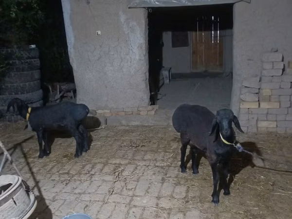 Ram, Sheep