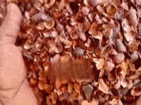 Cocoa Shells — photo 1