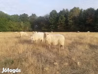 Sheep, Sheep — photo 2