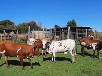 Vaca, Nguni cattle — foto 2