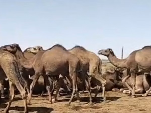 Camella, Arvana camel