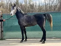 घोड़े (लॉट, लिंग निर्दिष्ट नहीं), Lipizzaner — फ़ोटो 6