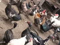 Domestic Muscovy — photo 2