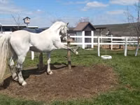 Hengst, Orlov Trotter — Foto 3