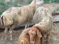 Schaf, Apsheron sheep — Foto 4