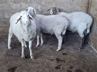 Schaf, Merino sheep — Foto 4