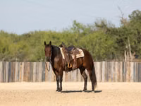 Yegua, Quarter Horse — foto 8