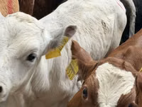 Rinder (Partie, Geschlecht nicht angegeben), Simmental cattle — Foto 7