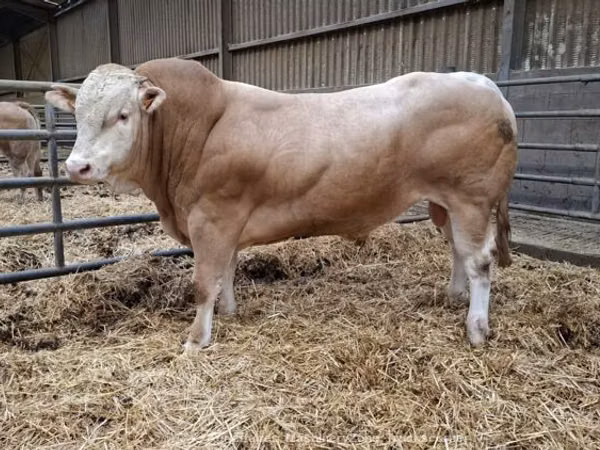 Bulle, Blonde d’Aquitane cattle