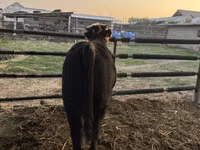 Bulle, Simmental cattle — Foto 6