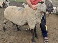 كبش, Hampshire sheep — الصورة 2