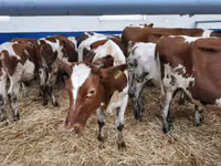 Bull, Red-spotted breed — photo 2