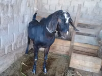 عنزة, Dutch Landrace goats — الصورة 2