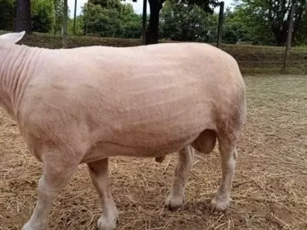 Ram, Sheep