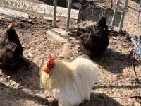 Pekin Bantam — photo 1