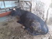 母牛, Cattle — 照片 2