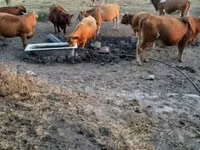 بقرة, Simmental cattle — الصورة 1