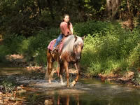 घोड़ा, Quarter Horse — फ़ोटो 2