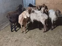 Sheep, Sheep — photo 1