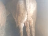 Toro, Raza Auliyeatin — foto 2