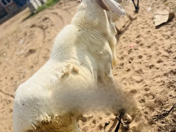 मेढ़ा, भेड़