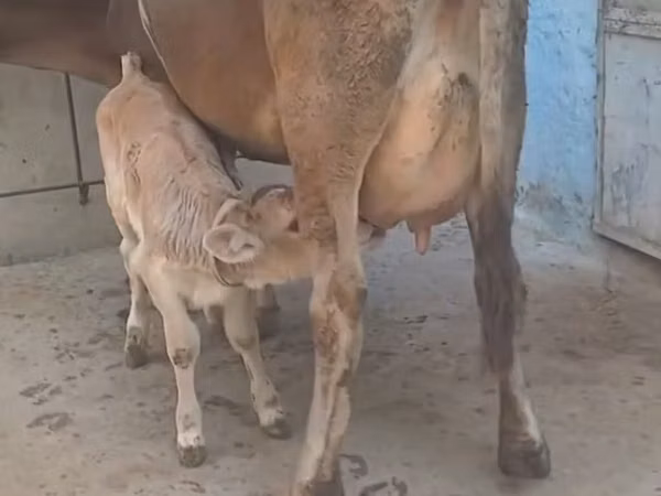 بقرة, الماشية