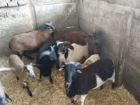نعجة, Cameroon sheep — الصورة 2
