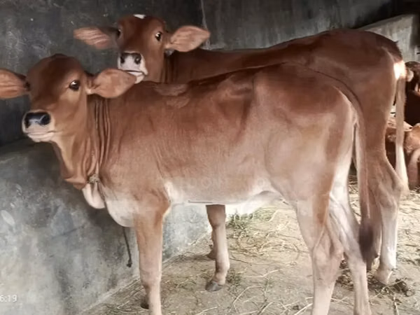 Cow, Brahman