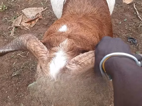 Ram, Sheep