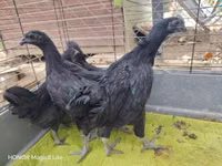 Ayam Cemani — photo 2