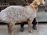 Schaf, Arashan sheep — Foto 1