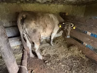 Cow, Cattle — photo 1