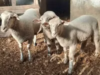绵羊（批次，未指定性别）, Sheep — 照片 3