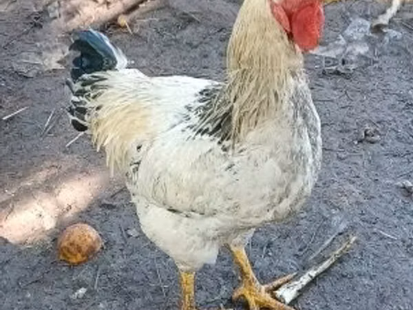 Chickens