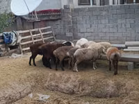 मेढ़ा, Kazakh meat-wool sheep — फ़ोटो 4