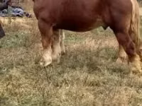 Horse (M), Suffolk Punch — photo 6