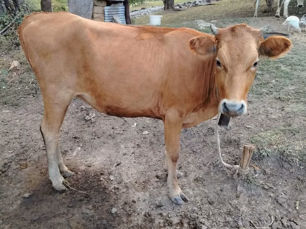 Cow, Cattle