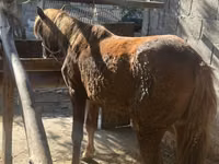 घोड़ी, घोड़े — फ़ोटो 1