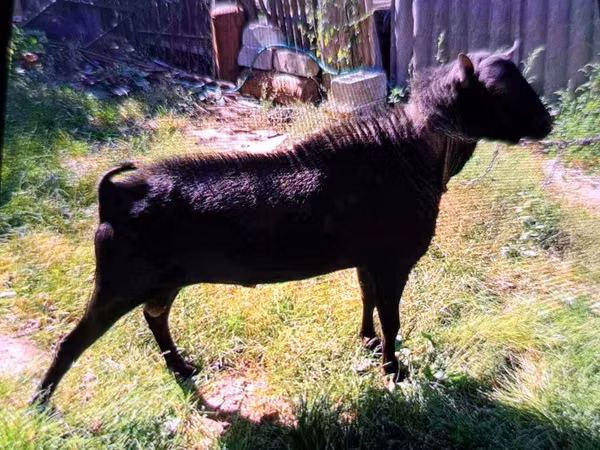 Ziegenbock, Murcia-Granada goats