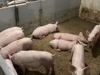 Schweine (Partie, Geschlecht nicht angegeben) — Foto 2