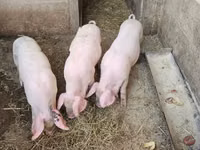 Pigs (batch, sex not specified), Pigs — photo 4