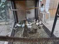 डच बैंटम — फ़ोटो 1