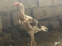 بايد — الصورة 1